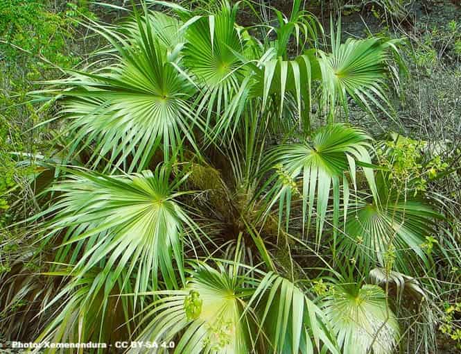 Keys Thatch palm native to Florida Keys Thatch palm native to Florida