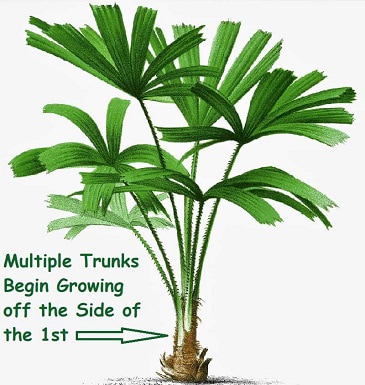 Licuala spinosa palm tree species watercolor from 1878