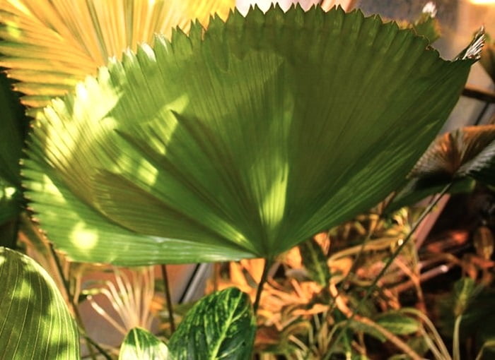 Very round palm leaf on the plant.