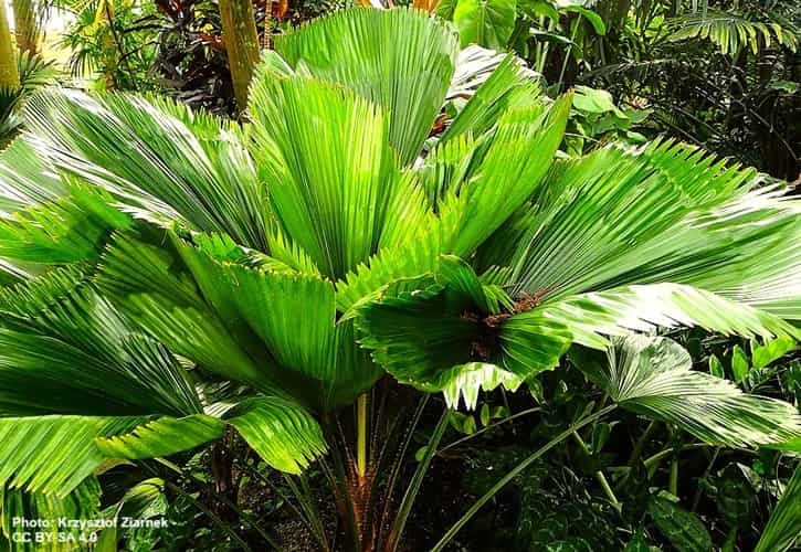 Small palm tree with multiple round, pleated, glossy leaves notched around the edges