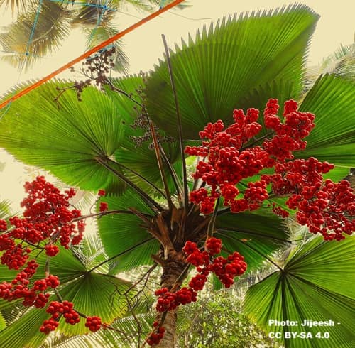 a palm tree with berries and large round fronds