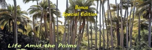 life amid the palms life amid the palms
