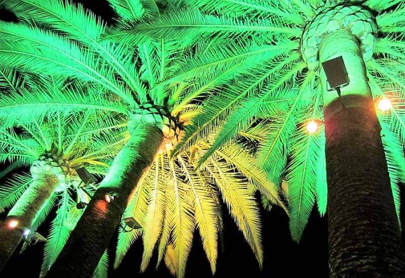 Palms lit along the trunk from below make a dramatic appearance. What a talking point when having friends over for a backyard get-together in the evening! Tops of several palm trees lighted up at night