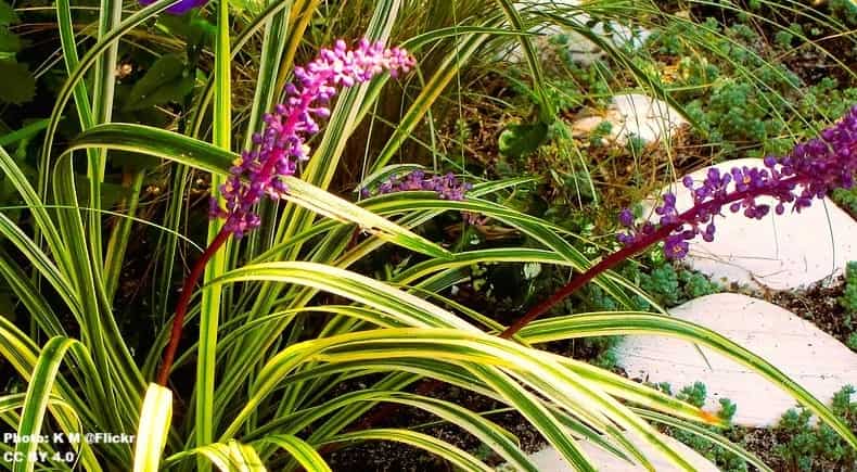 A flowering plant near some decorative stones A flowering plant near some decorative stones