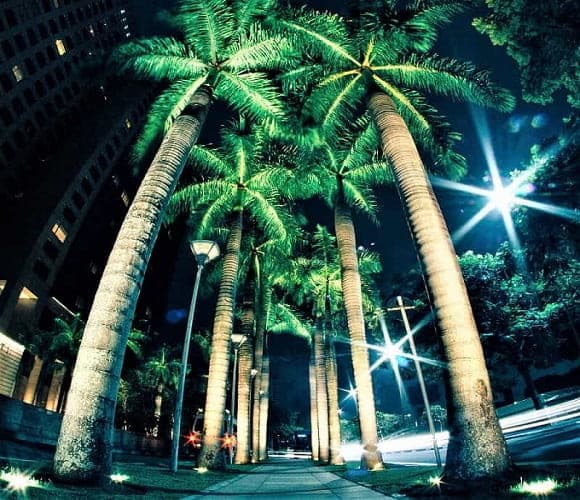 How to Decorate Palm Trees Get Unique Fun Tips