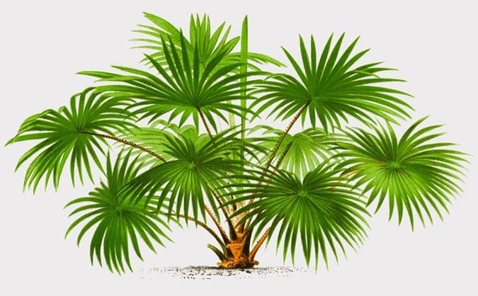 Livistona-australis art from 1878 Les Palmiers Histoire