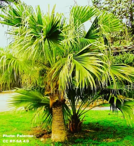 Full crown on the Chinese Fan Palm