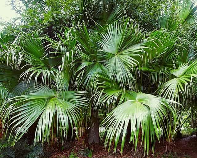 Chinese fan palm with many branching fronds
