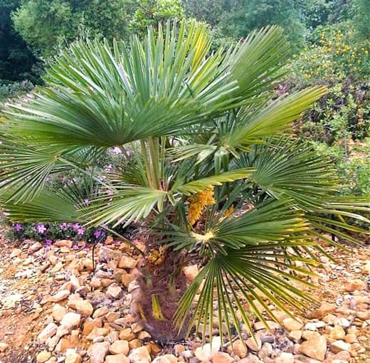 Chinese Fan Palm