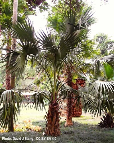 Red Cabbage Palm growing in a botanical garden