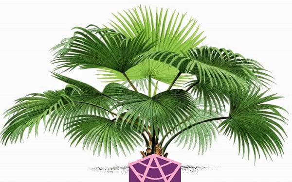 Artist depiction of the Chinese Fan Palm. Artist depiction of the Chinese Fan Palm.