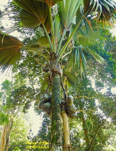 Coco de Mer Palm has some unique features.