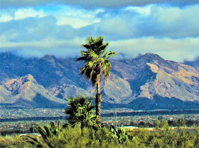 Tucson valley with palm trees in foreground