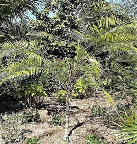 Called Mini Coconut Palm - Will it end up simulating a Coconut Tree?