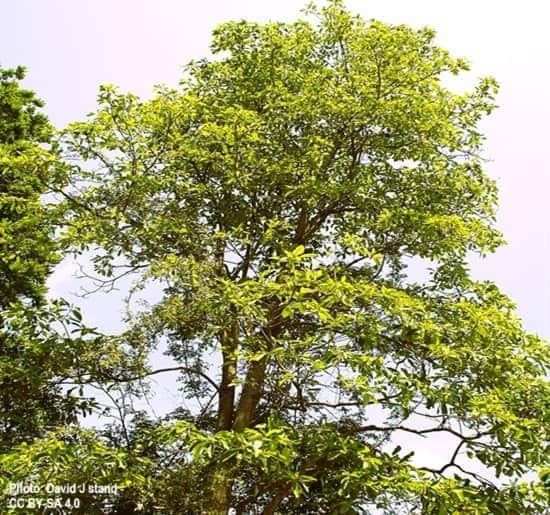 Sweet Bay Magnolia Growing in a Temperate Climate zone.