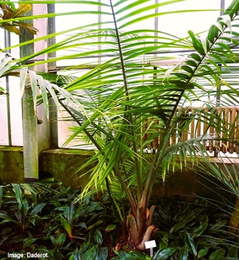 Majesty Palm indoors in an arboretum