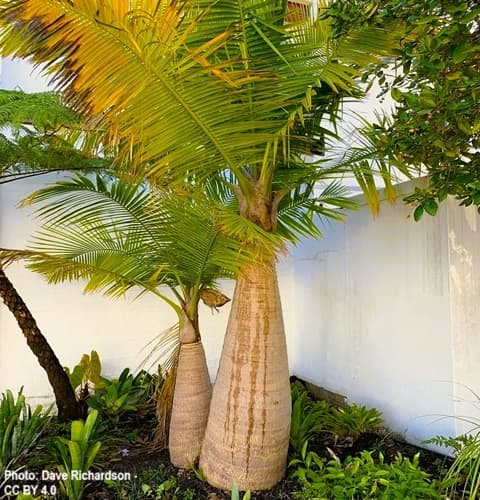 Small and adjacent smaller Majesty Palm growing in the corner of an enclosed yard.