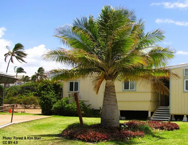 Majesty palm in front of a building in Maui Hawaii
