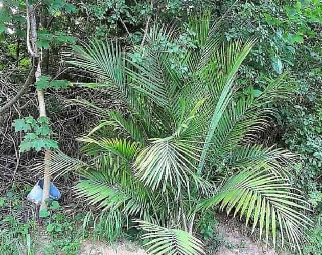 Majesty Palm Houseplant Being Transplanted Outdoors