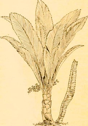 Vintage drawing of the Manicariasaccifera, an entire-leafed palm Vintage drawing of the Manicariasaccifera, an entire-leafed palm