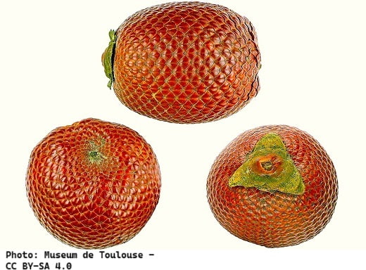Three fruit samples of the Burati Palm, showing its tough, scaly outer skin. Three fruit samples of the Burati Palm, showing its tough, scaly outer skin.