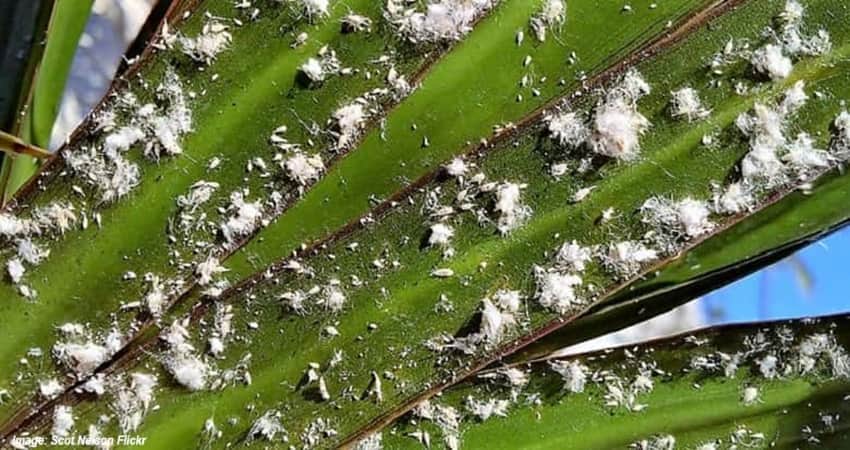 Infestation of mealybugs on plant leaves Infestation of mealybugs on plant leaves