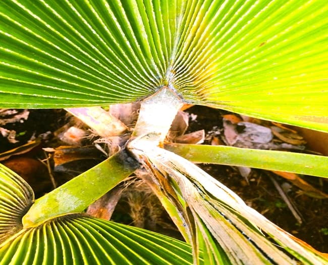 signs and symptoms of a mealy bug attack on a palm tree signs and symptoms of a mealy bug attack on a palm tree