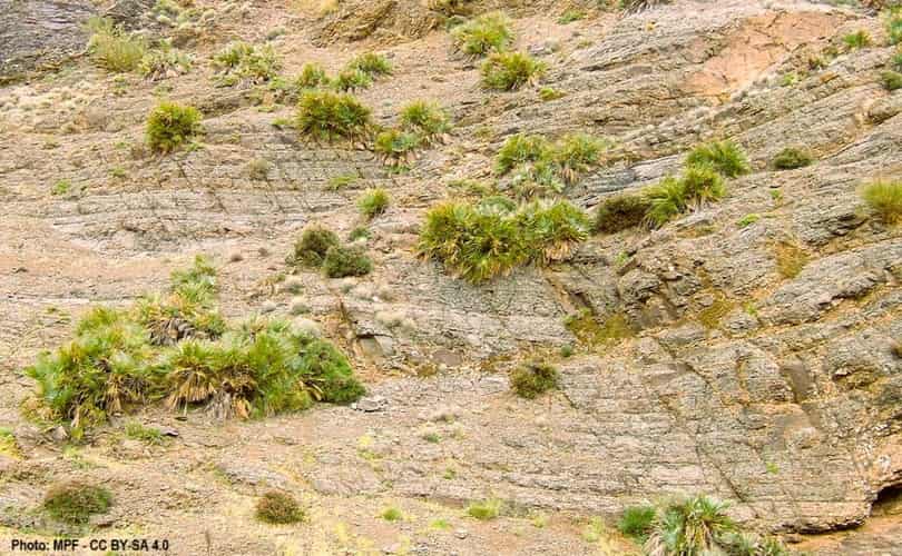 Aerial shot of scattered Mediterranean Fan Palms in Morocco