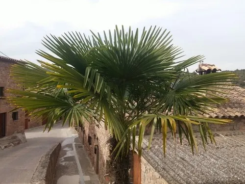 Mediterranean Fan Palm near a wall