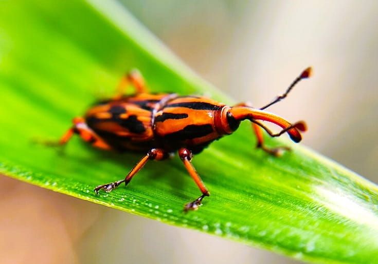 Palm Weevel on a palm tree frond