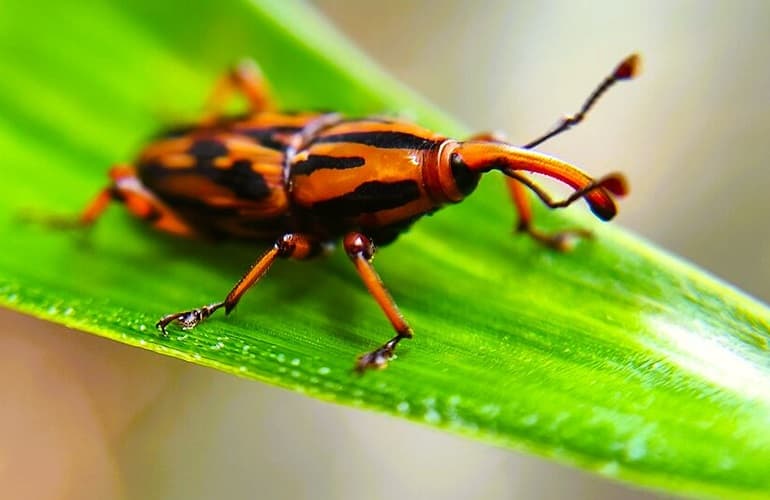 Boring insect on a plant leaf