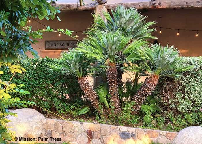 Miniature date palms on the grounds of a California winery