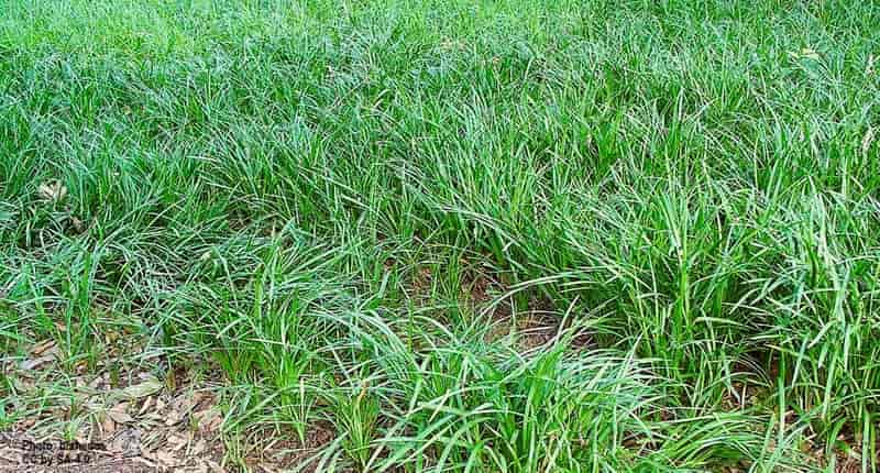 Groundcover grass Groundcover grass