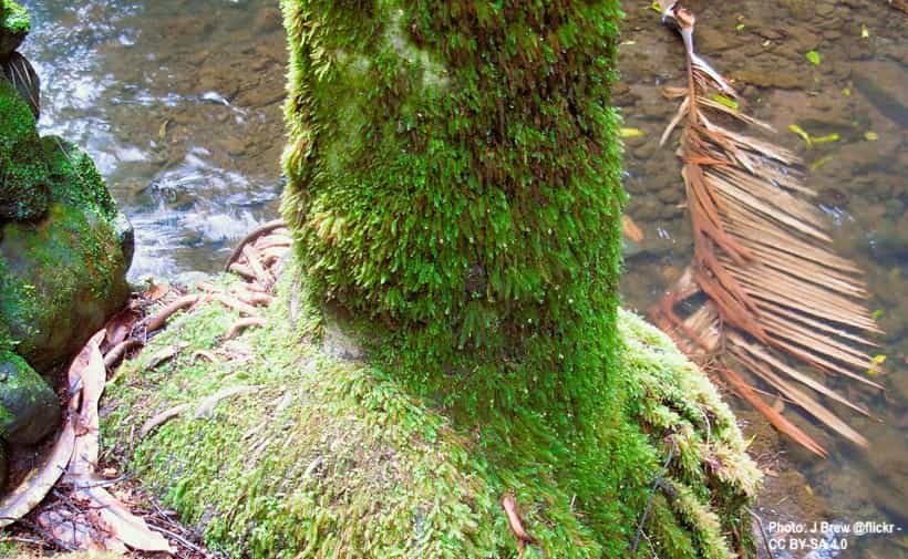 bottom of an Alexandra palm tree trunk  with moss growing
