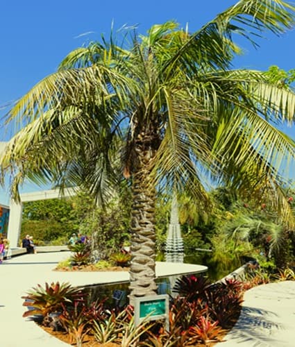 Mule palm growing in a botanical garden Mule palm growing in a botanical garden