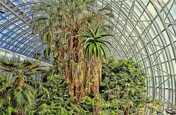 Palms growing in a Botanical Garden greenhouse in Oklahoma City