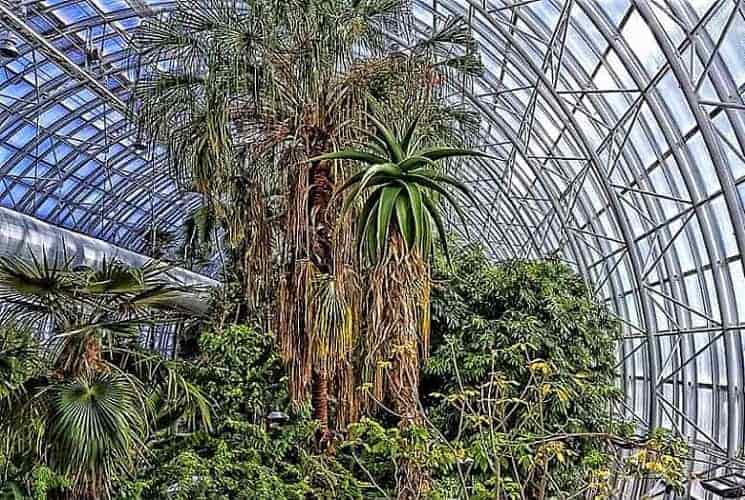 Palm Trees in the US Find Where They Live!