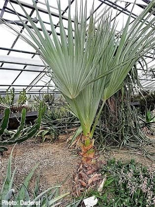 Mazari Palm at Botanischer Garden in Heidelberg Germany