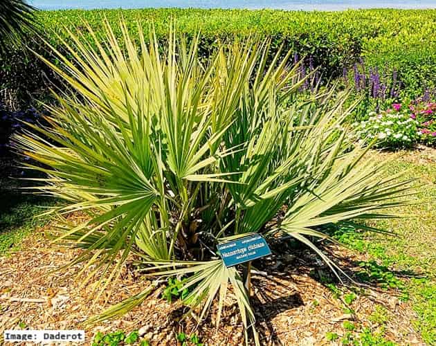 Mazari Palm in a Florida Botanical Garden
