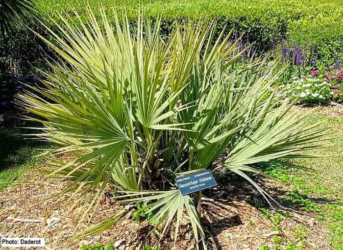 Mazari Palm, a bright specimen with a botanical garden ID sign.