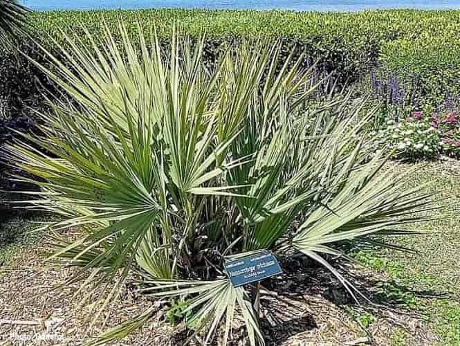 Nannorrhops ritchieana labeled in a Botanical Garden in Sarasota Florida