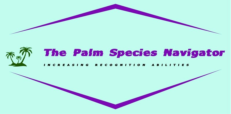 Palm Tree Identification - We Take You Step by Step