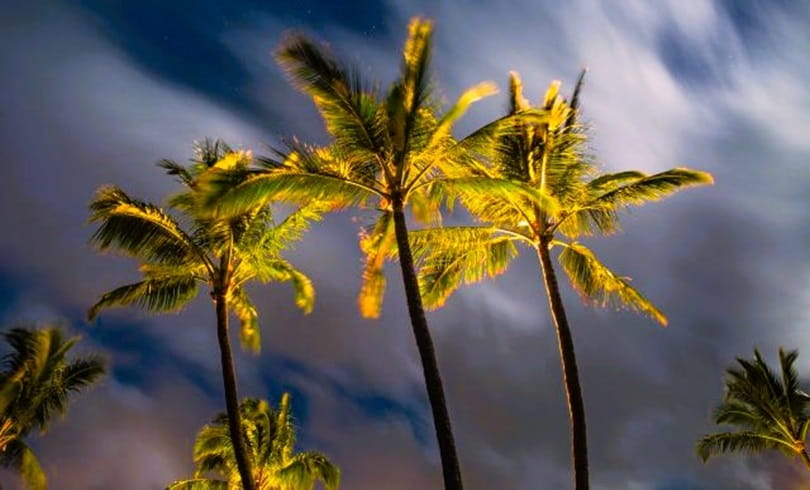 Night of Lit Up Palm Crowns