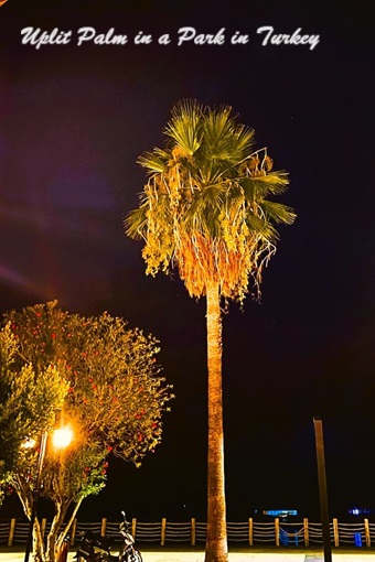 Night time Washingtonia filiera in Turkey