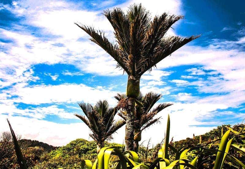 Nikau Palms Growing in Their Endemic Area