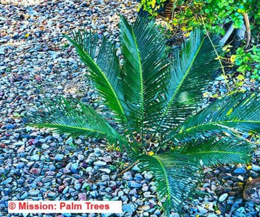 not a baby palm tree, just a look alike growing in pebbled land