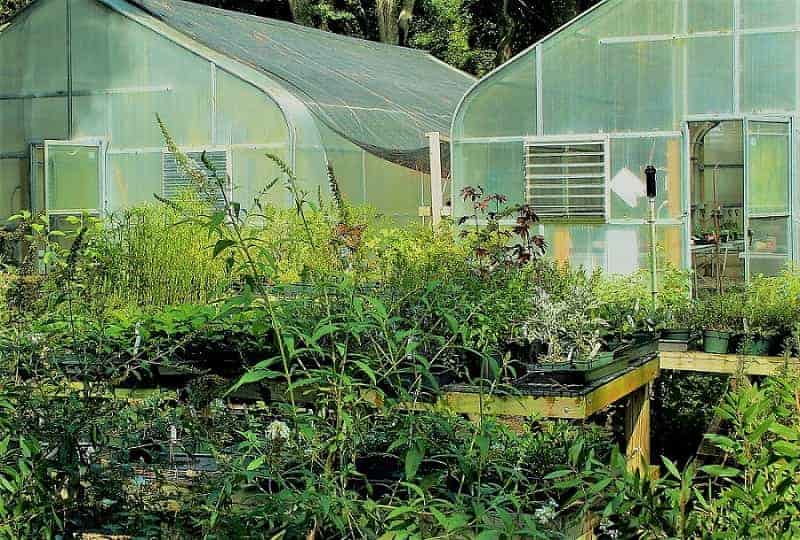 Nursery Greenhouse