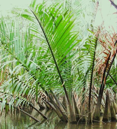 a palm that loves growing in water