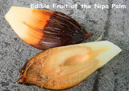 Nipa Palm fruit sliced open in half