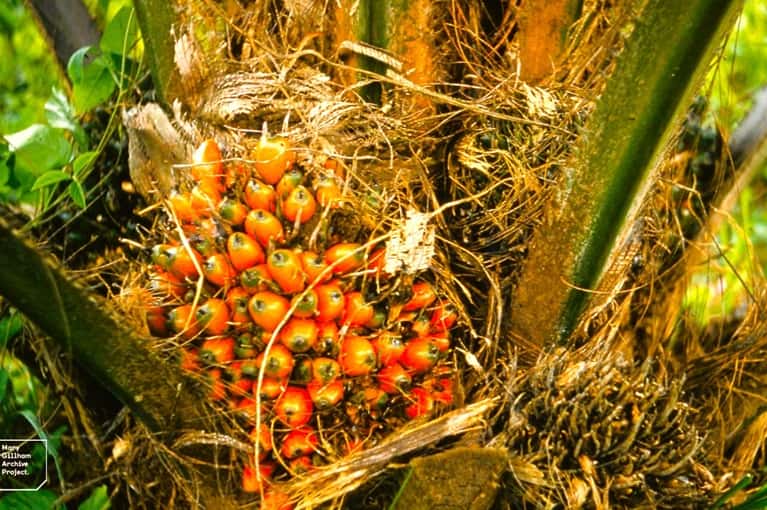 Oil Palm Tree with fruits ready for harvesting